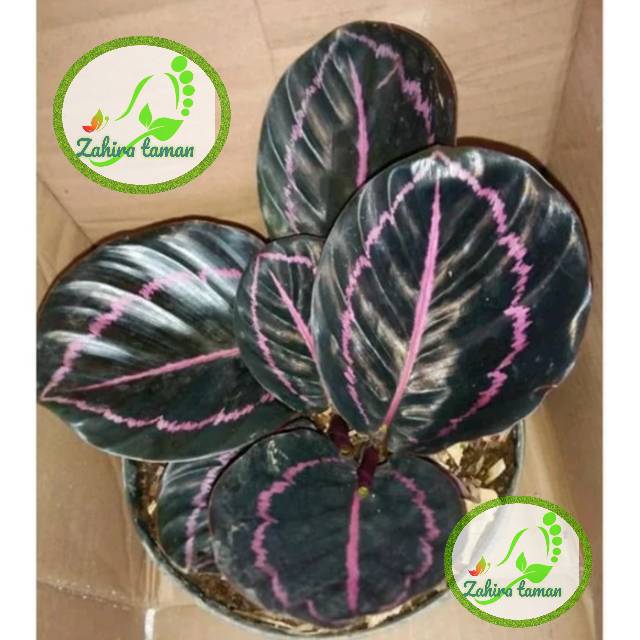 Tanaman hias calathea black  lipstik Aglonema  black  