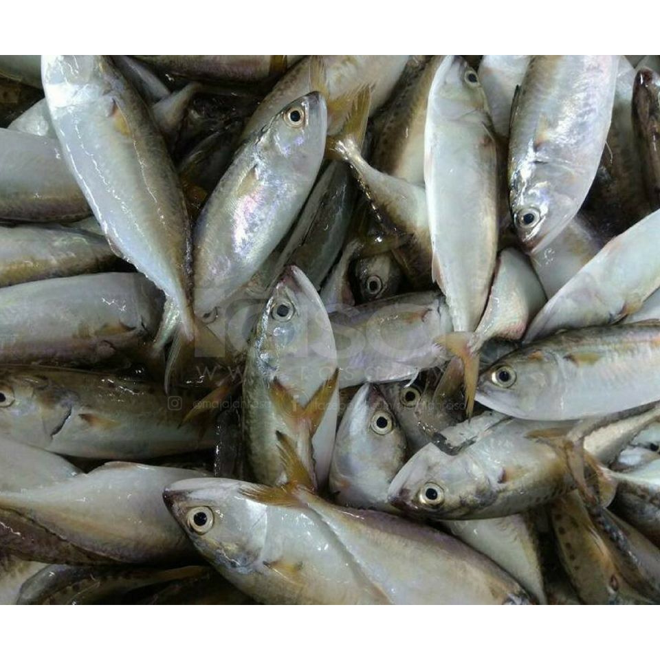 

Ikan Kembung Segar