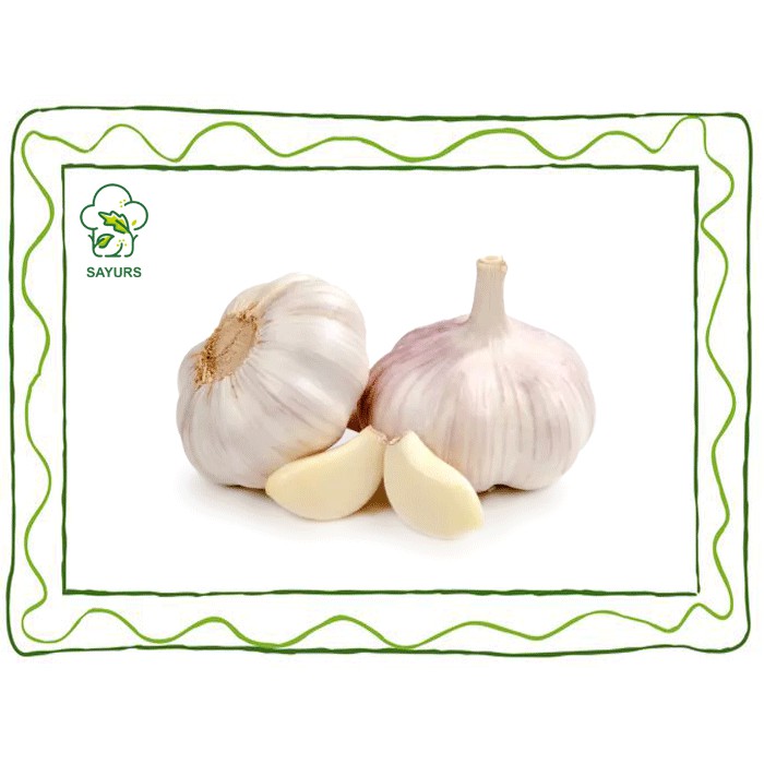 

Bawang Putih Biasa
