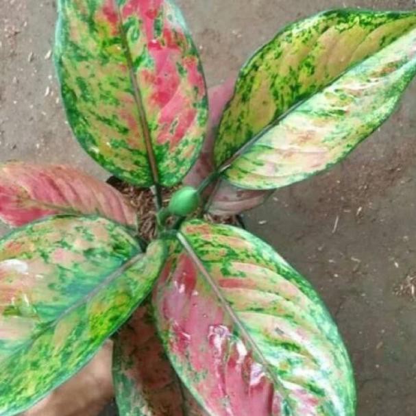 ☎ Tanaman hias Aglonema heng-heng ➯