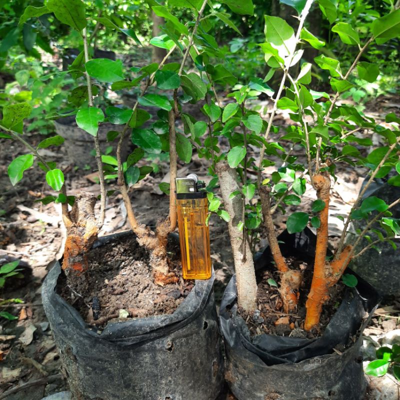 Bahan bonsai Sisir kaliage mame joss