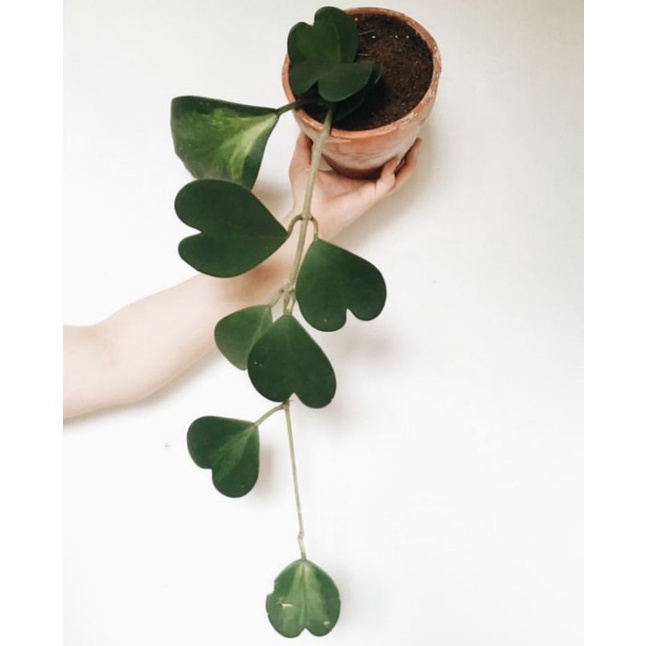 HOYA KERII / KAKTUS LOVE / SUKULEN LOVE / HOYA / BIBIT SUKULEN / BIBIT KAKTUS / KAKTUS IMPORT