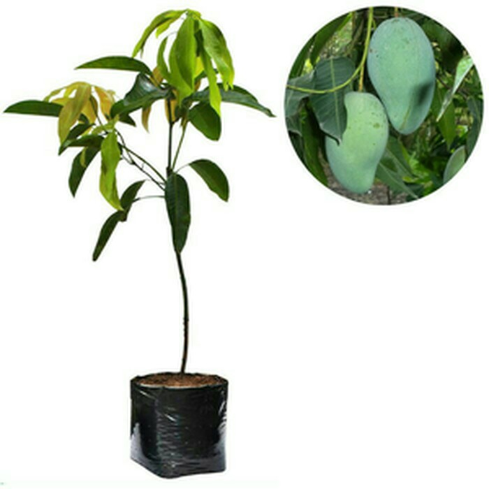 bibit mangga gadung