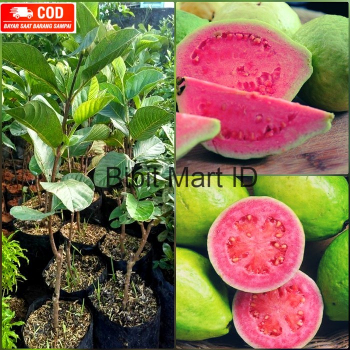 Bibit Jambu Merah Buah Jambu Biji Pohon Jambu Merah Bibit Jambu Biji Pohon Jambu Biji