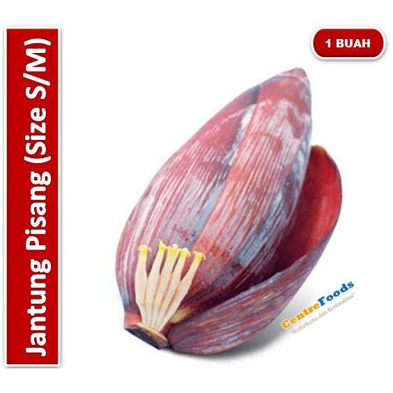 

Jantung Pisang | Size S/M [ Harga Per PCS ]