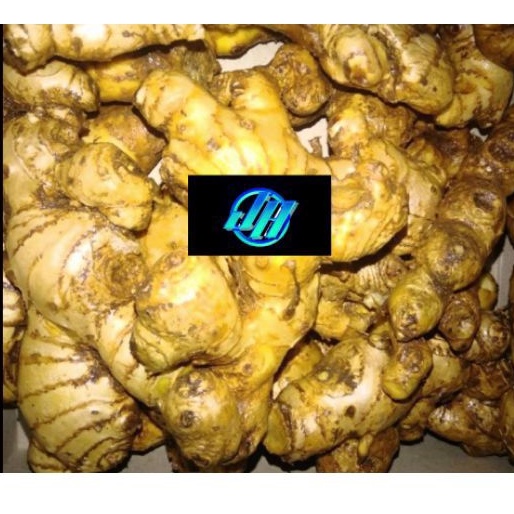 

Lempuyang wangi & puyang iris kering