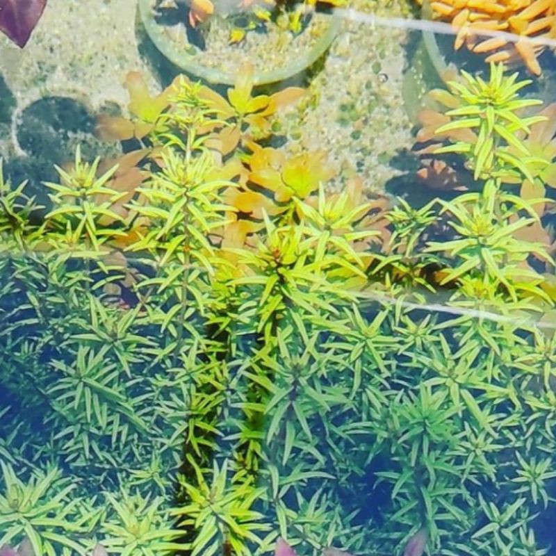 

rotala pusilla