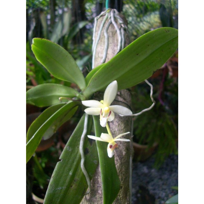 Anggrek Pteroceras pallidum Bunga Wangi