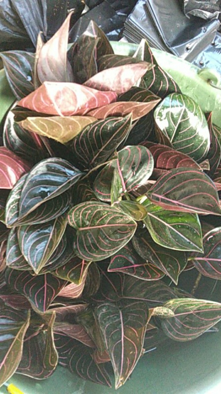 Aglonema Rotundum Aceh Yang Daun 3