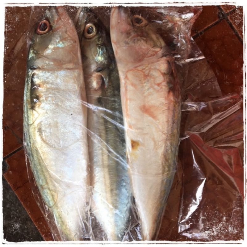 

Ikan Kembung Segar Perbungkus