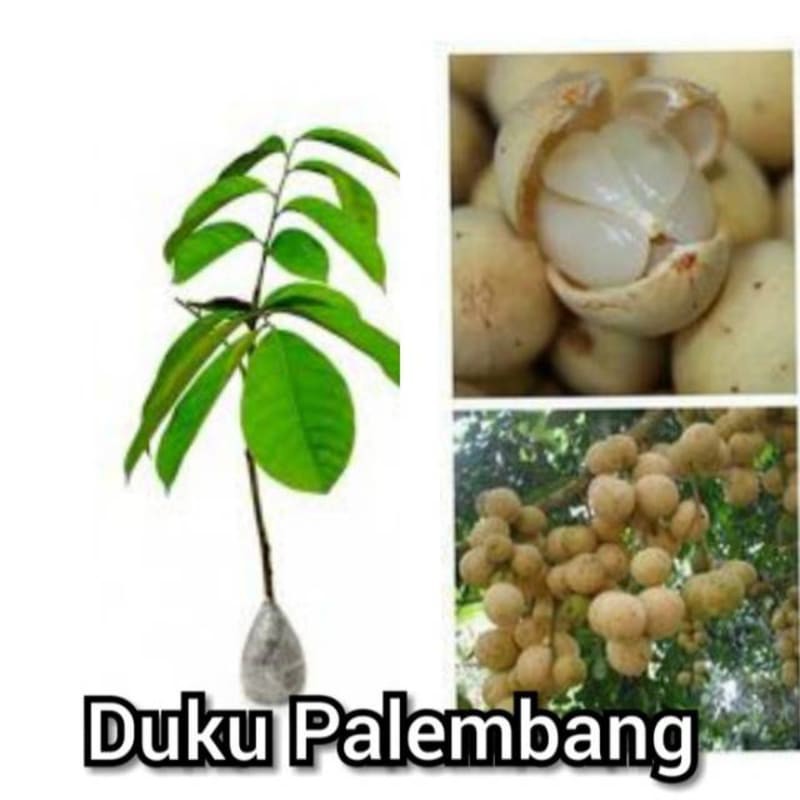 Bibit duku palembang paling manis