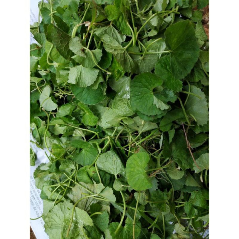 

daun pegagan antanan segar 1kg murah