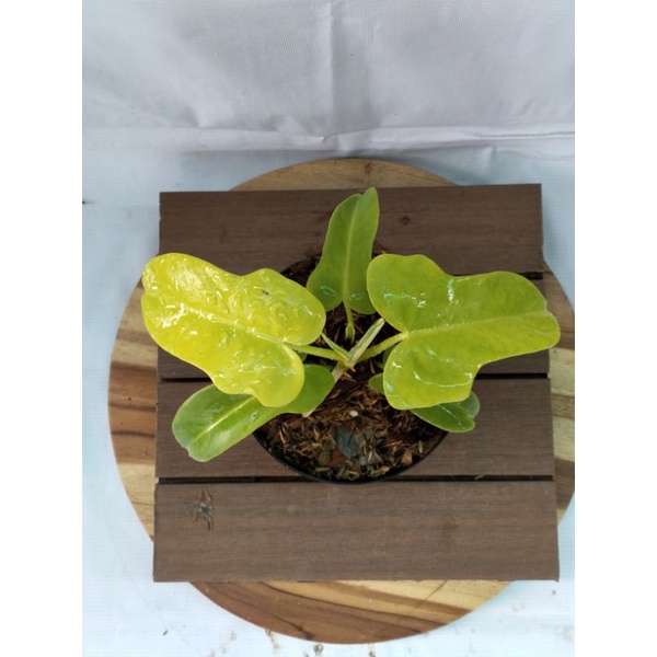 philodendron violin golden
