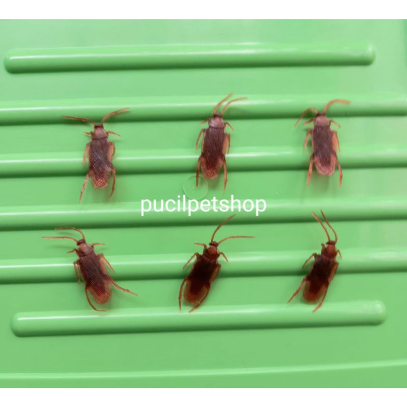 Kecoa Palsu Mainan Kecoa Mainan Kucing Kecoak Karet