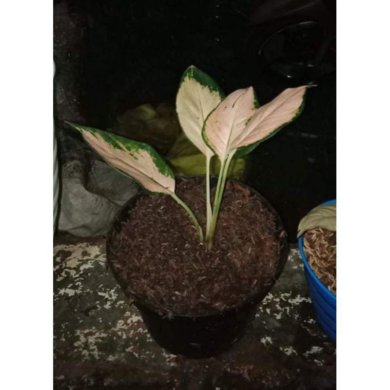 aglonema kochin sutra (Kocin sutra remaja)