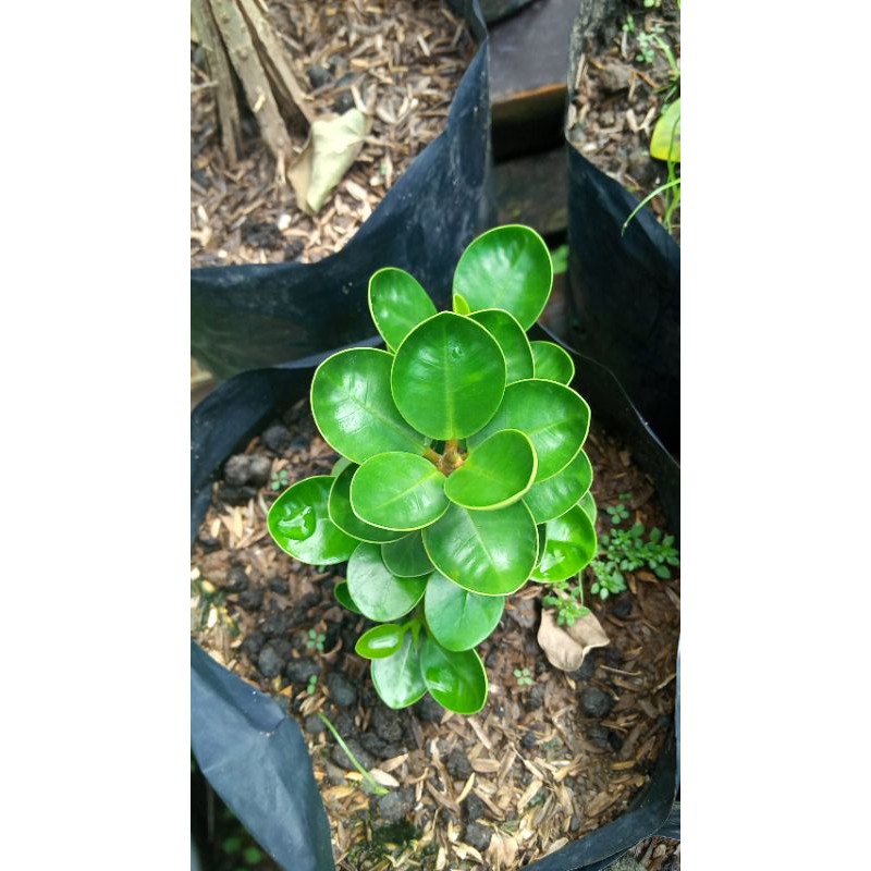 bibit tanaman dolar mangkok mikro bahan bonsai