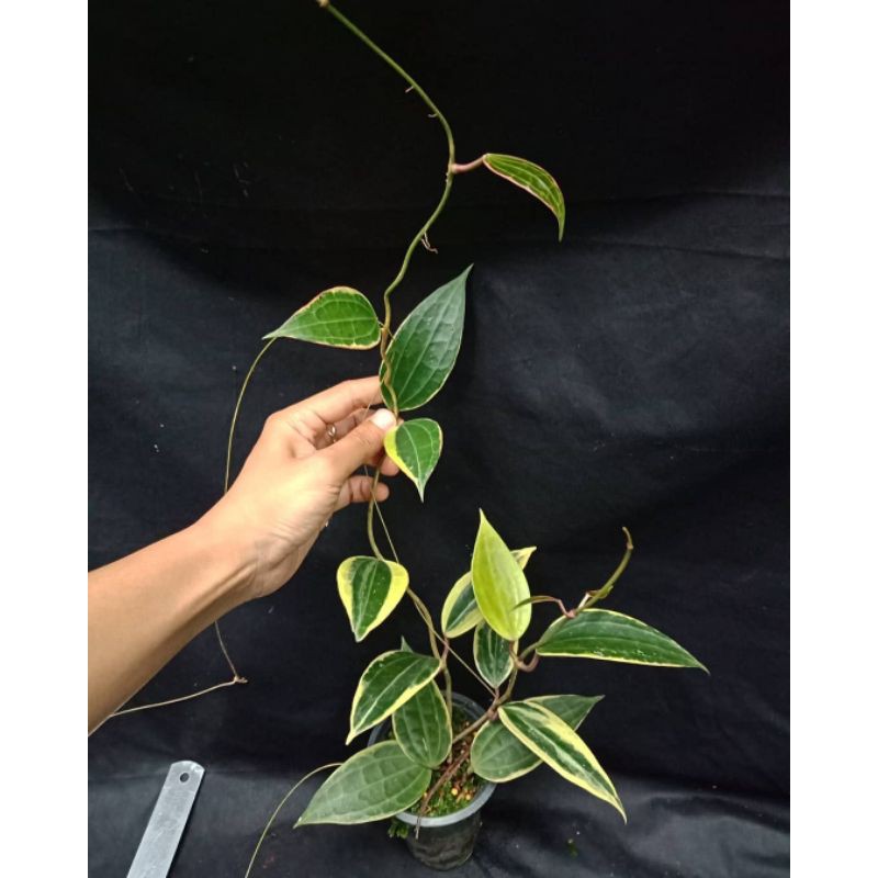 hoya macrophylla albomarginata