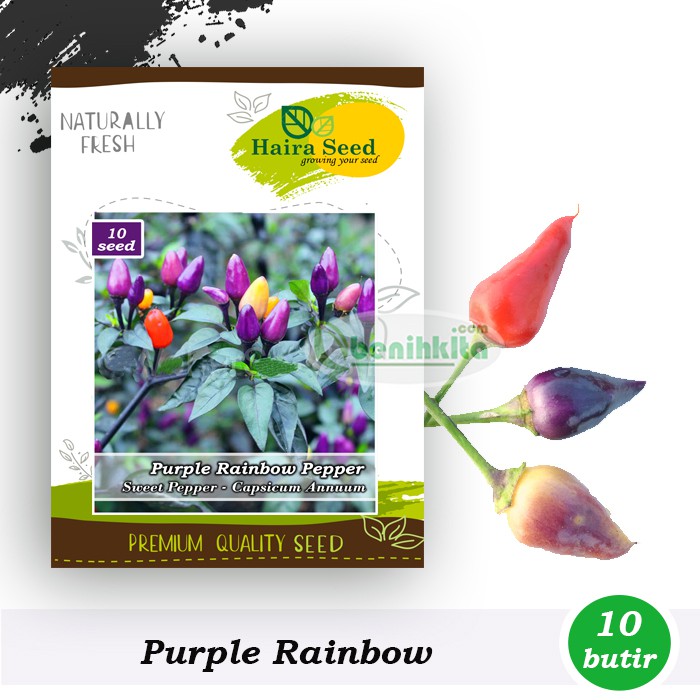 Benih-Bibit Cabe Hias Pelangi Purple Rainbow (Haira Seed)