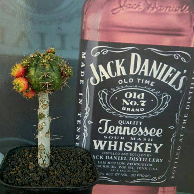 Gymno damsii variegata