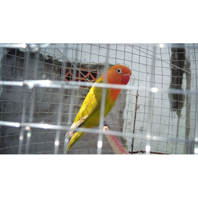 LOVEBIRD PASTEL KUNING ( PENGIRIMAN UNTUK WILAYAH SUMATERA SELATAN )