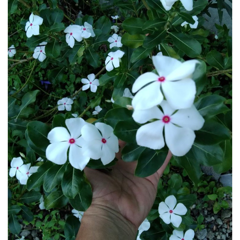 Benih vinca bunga putih cantik tanaman hias  cap panah merah sachet