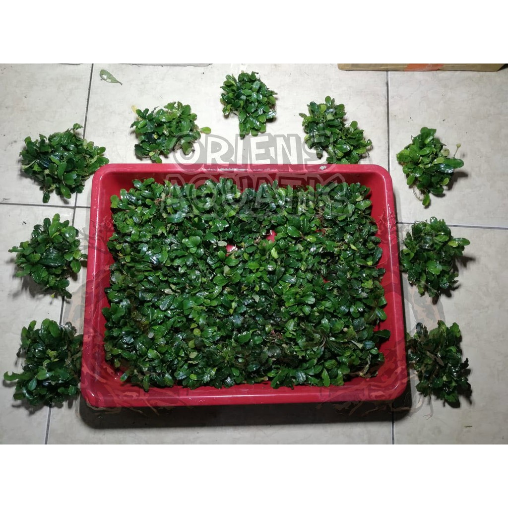 Tanaman Aquascape - Bucephalandra Mini Coin Real Clump