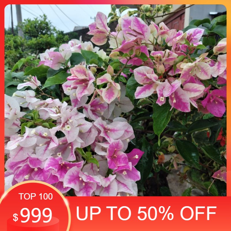 MURAH BANGET Bougenville Ice Cream Sakura ORI - Bunga Kertas Bugenvil