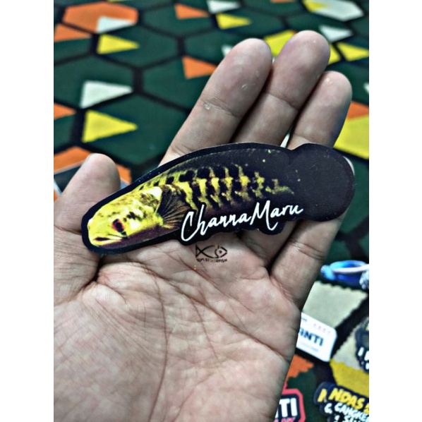 Stiker Channa Marulioides | Channa Maru