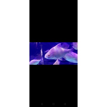 Hiasan Akuarium Kaviat Albino Size Medium