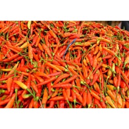 Cabe rawit merah 250 gram