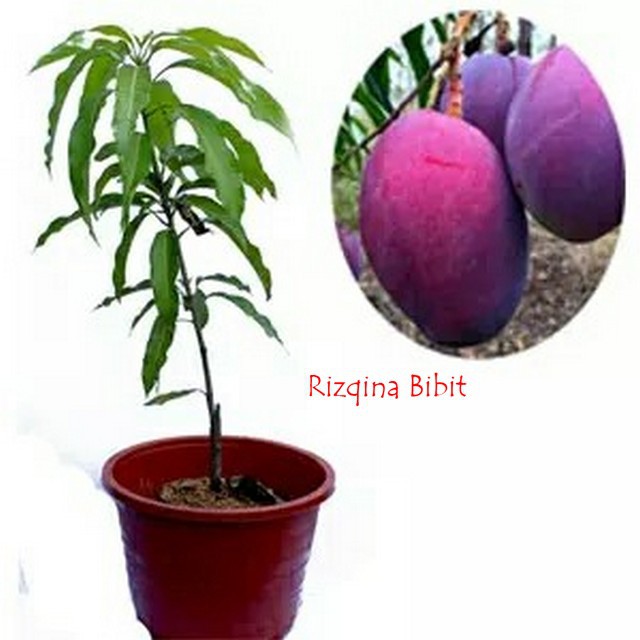 Bibit Mangga Irwin(Mangga Ungu)