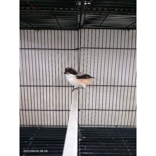 Anakan Pentet Muda Hutan Jawa Timur