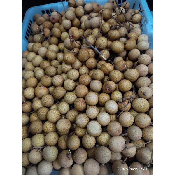 

Lengkeng bangkok import manis segar murah