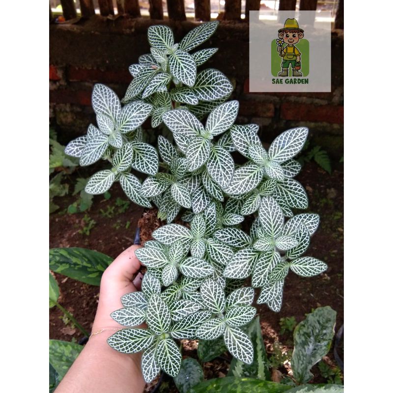 Tanaman Hias Fittonia Putih