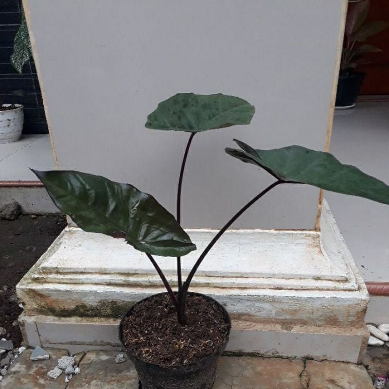 Tanaman hias keladi hitam-sente hitam/pohon sente hitam