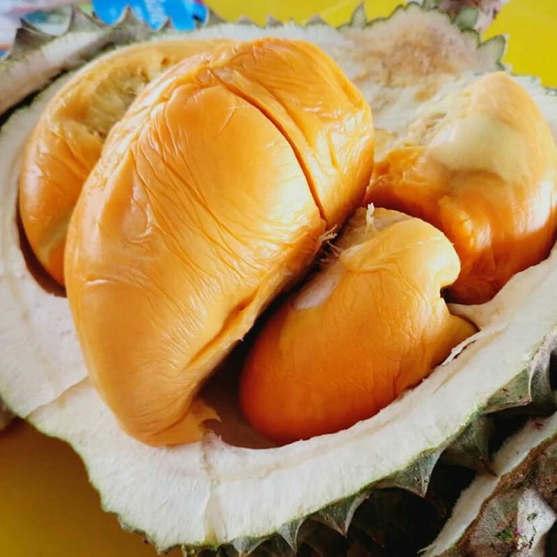 

durian bawor kaki 3 hasil okulasi cocok ditanam di pot