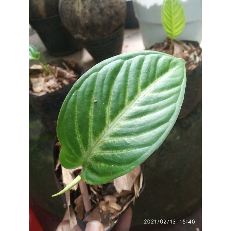 Tanaman hias antasoma anakan keladi zebra/lindeni