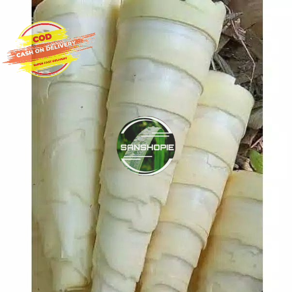 

Paket 2 kg Rebung bambu segar kondisi mentah