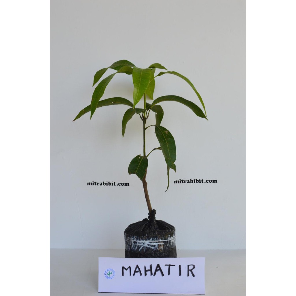 DM12 BIBIT MANGGA MAHATIR - BIBIT BUAH MANGGA MAHATIR - BIBIT BUAH PURWOREJO SP2