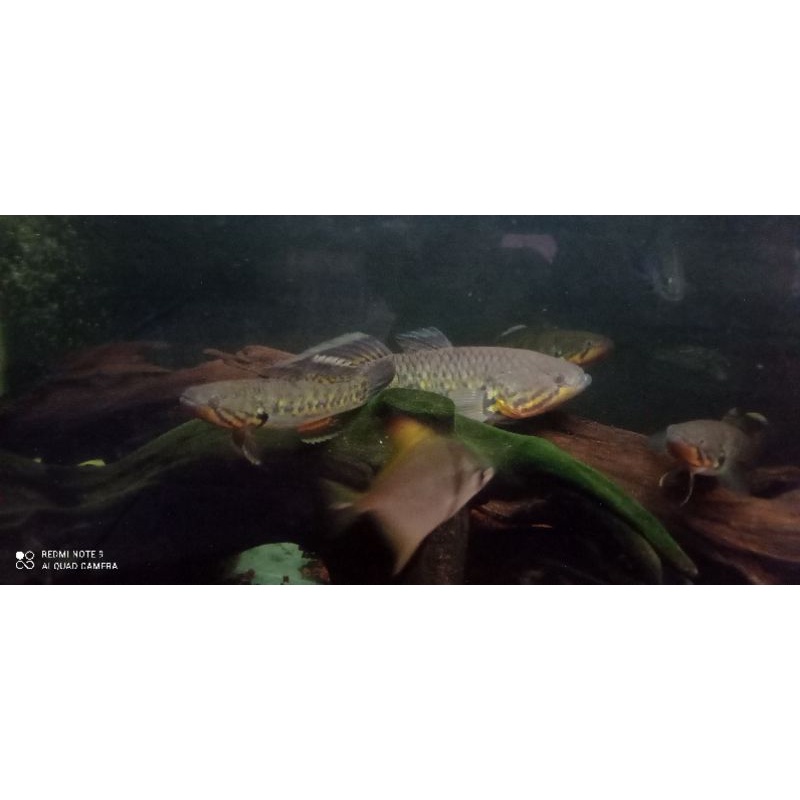 Snakehead Gudgeon/payangka 24cm