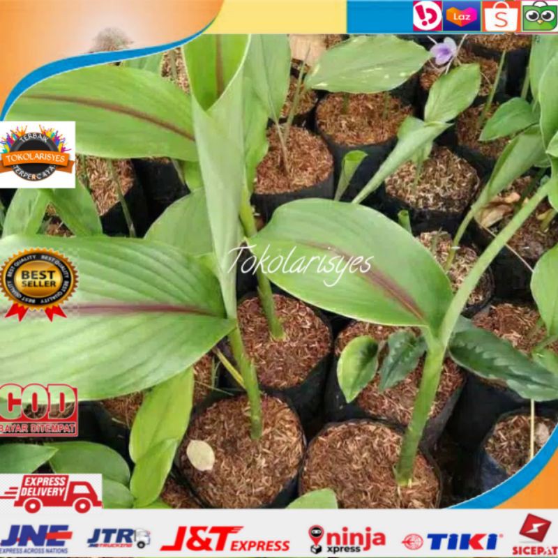 Bibit temu putih kunyit curcuma zedoria