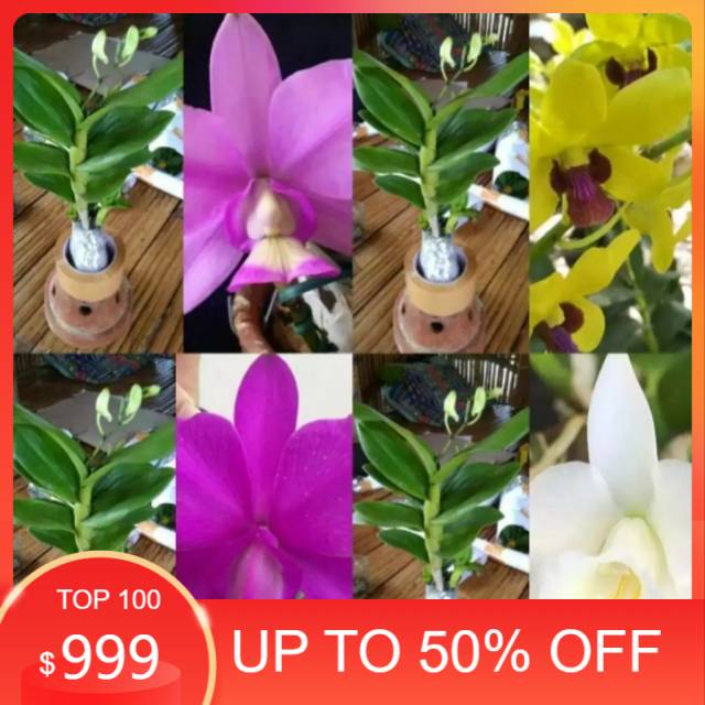 Anggrek dendrobium dewasa spike siap berbunga