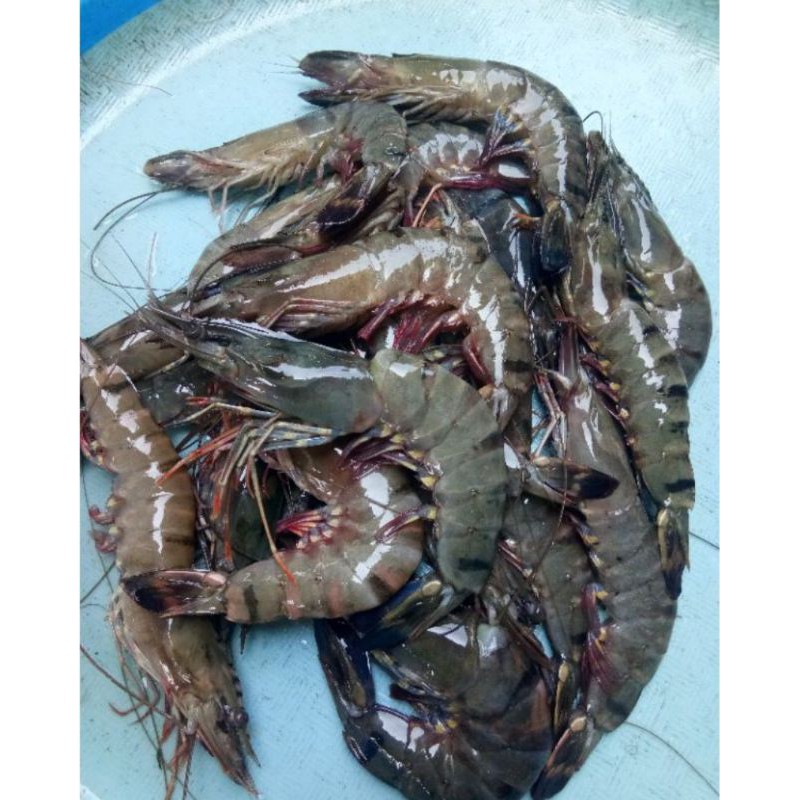 

UDANG PANCET SEGAR / udang pancet fresh