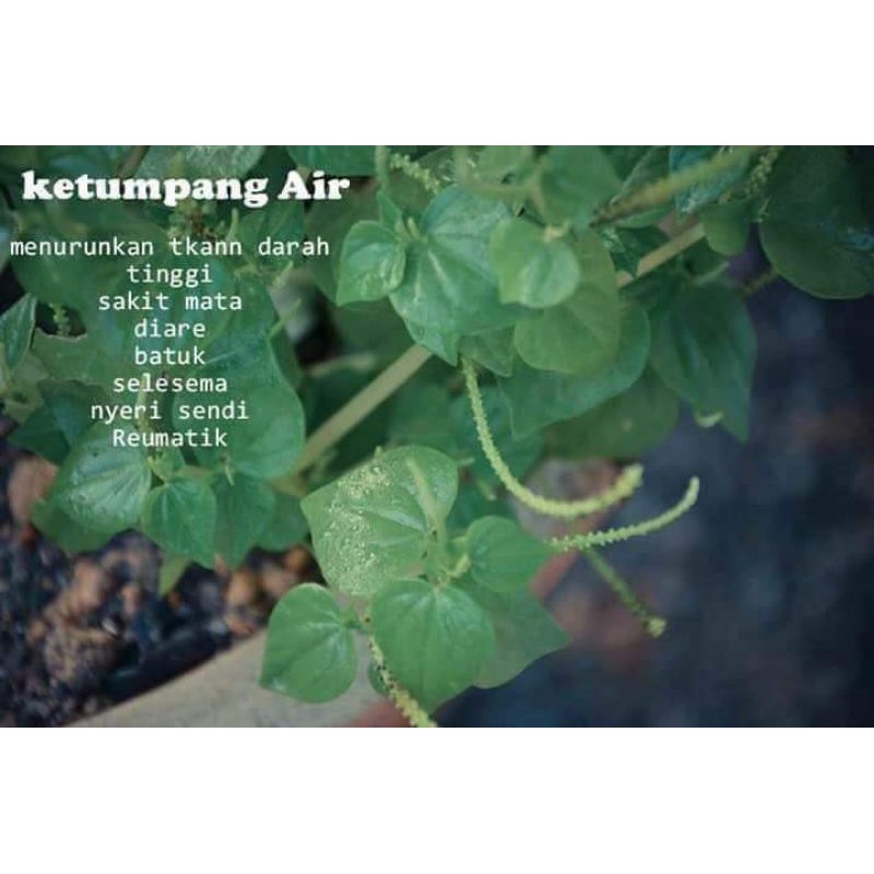 

ketumpang air/ daun sirih cina herbal 200g /dipetik ketika ada orderan masuk jadi tetap fress