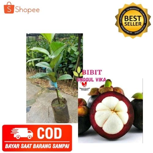 (COD) BIBIT MANGGIS TANAMAN MANGGIS BIJI KECIL