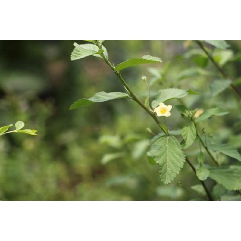 

daun sadagori 500grm