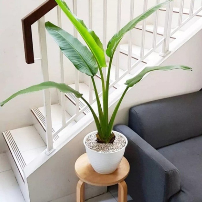 Pohon Pisang Kipas Tanaman Hias Bibit Pohon Pisang Kipas