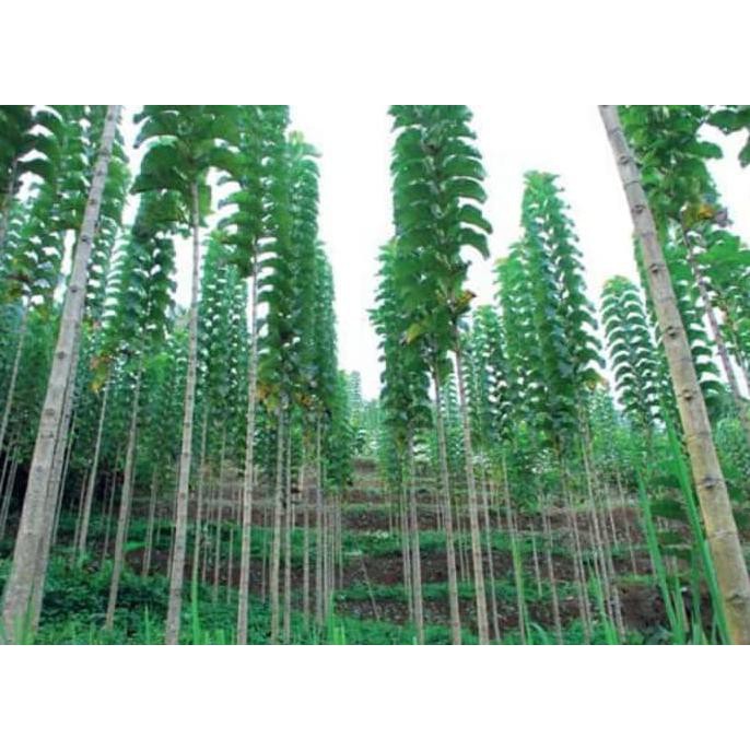 kw asli 10 Bibit Pohon Jati Solomon Unggul Bog Promo