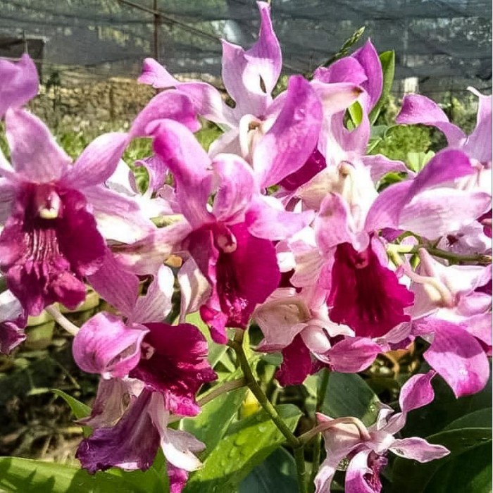 Anggrek Dendrobium dewasa Inaraya Red terbaru