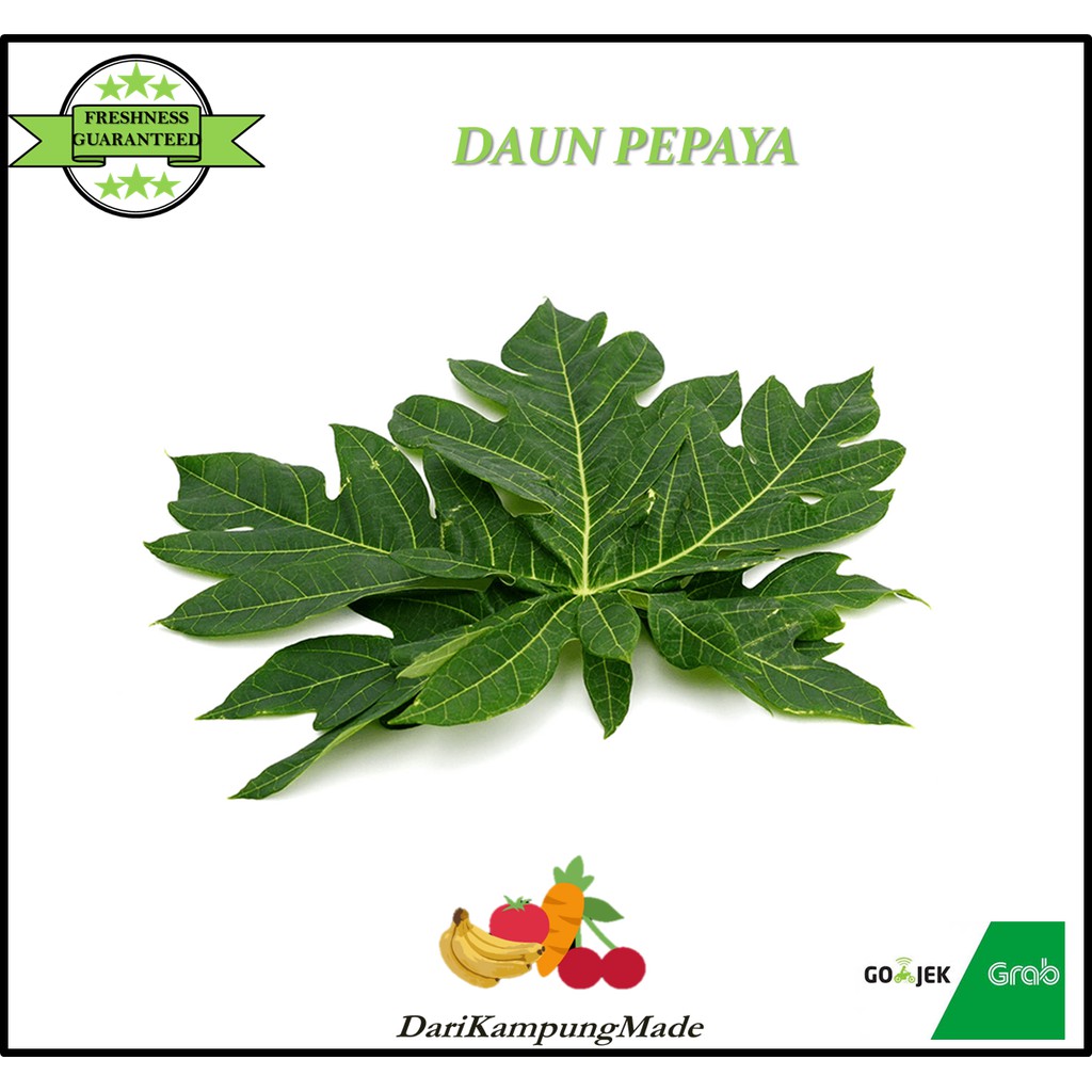 

GRAB / GOJEK ONLY / DAUN PEPAYA / DAUN PEPAYA JEPANG / DIJUAL PER IKAT